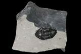 Inflated Isotelus From Walcott-Rust Quarry - Historic Site #3135-4